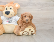 6 week old Poodle Puppy For Sale - Fairfield Furbabies