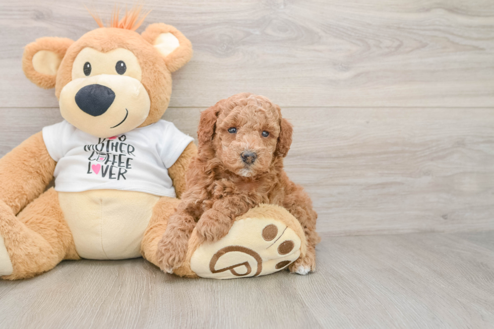 Akc Registered Poodle Baby