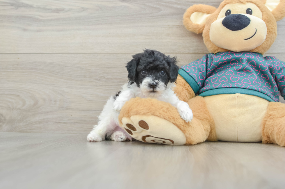 5 week old Poodle Puppy For Sale - Fairfield Furbabies