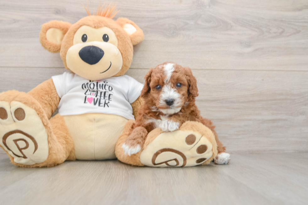 Sweet Pooodle Purebred Puppy