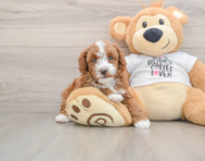 6 week old Poodle Puppy For Sale - Fairfield Furbabies