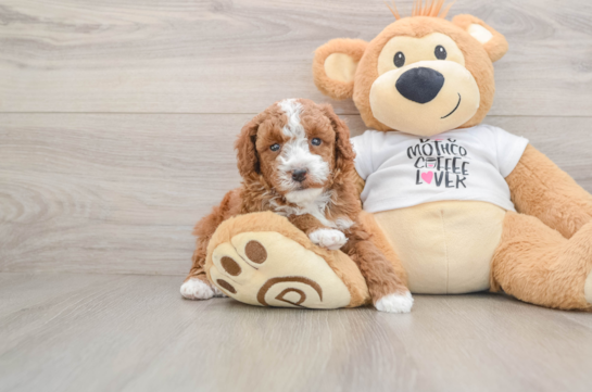 Poodle Pup Being Cute