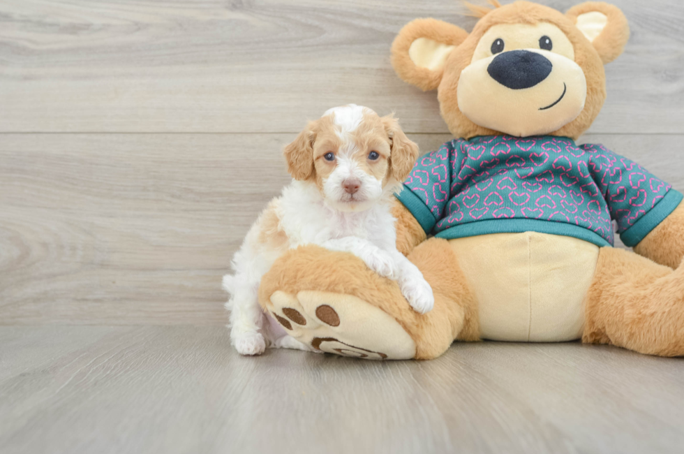 5 week old Poodle Puppy For Sale - Fairfield Furbabies