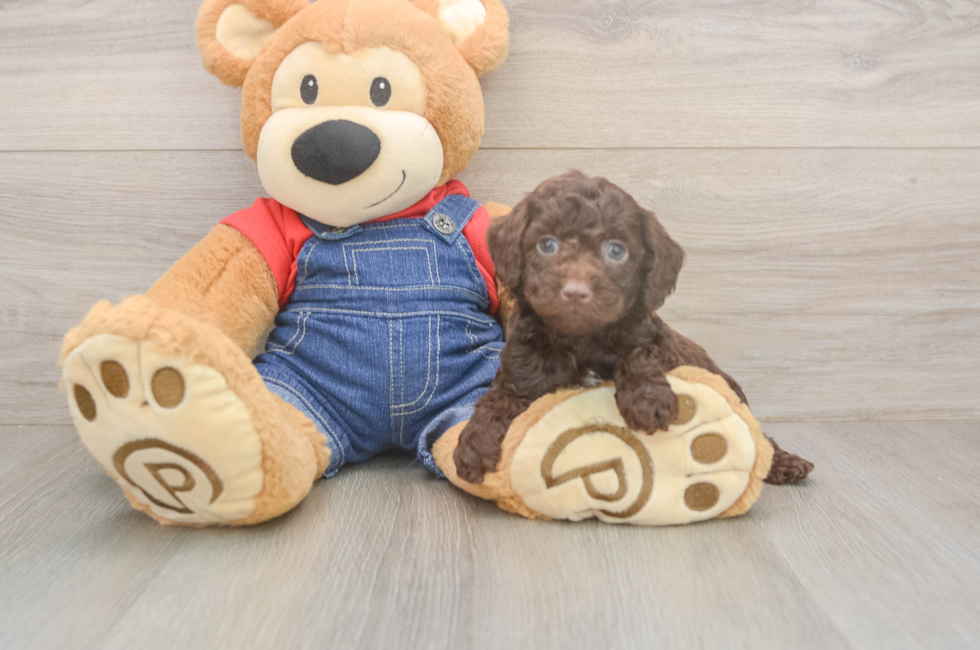 5 week old Poodle Puppy For Sale - Fairfield Furbabies