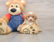 8 week old Poodle Puppy For Sale - Fairfield Furbabies