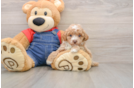 Hypoallergenic Poodle Baby