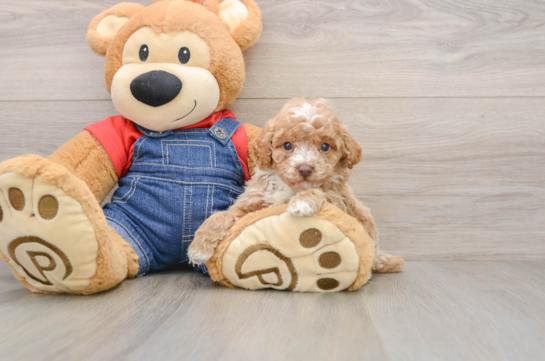 Hypoallergenic Poodle Baby