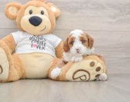 6 week old Poodle Puppy For Sale - Fairfield Furbabies