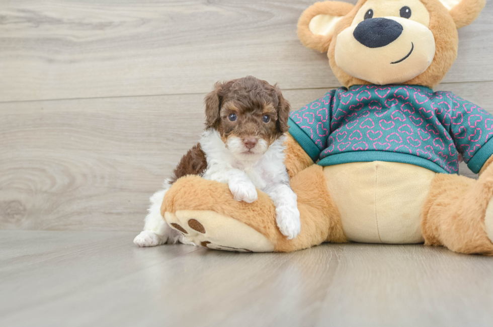 5 week old Poodle Puppy For Sale - Fairfield Furbabies