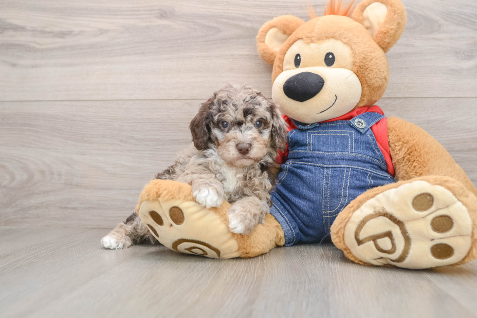 Smart Pooodle Purebred Puppy