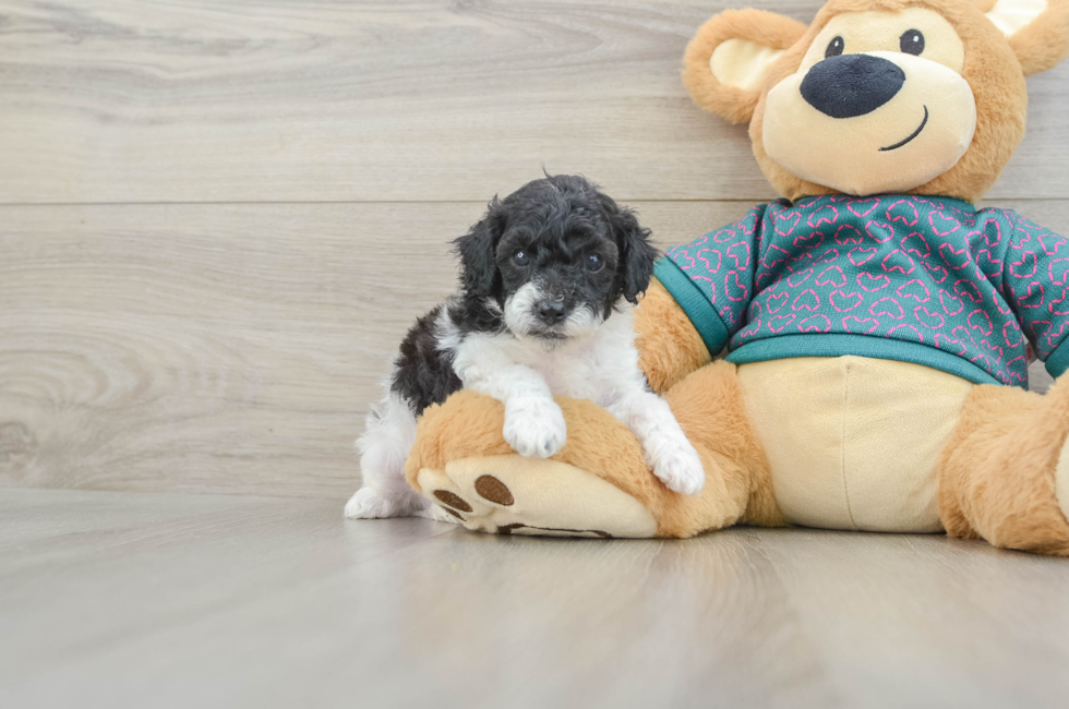 5 week old Poodle Puppy For Sale - Fairfield Furbabies