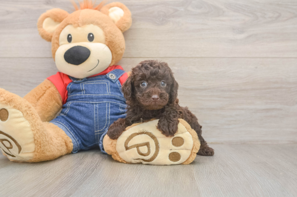 5 week old Poodle Puppy For Sale - Fairfield Furbabies