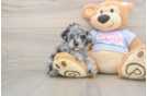 Akc Registered Poodle Baby