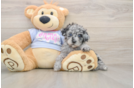 Playful Poodle Baby