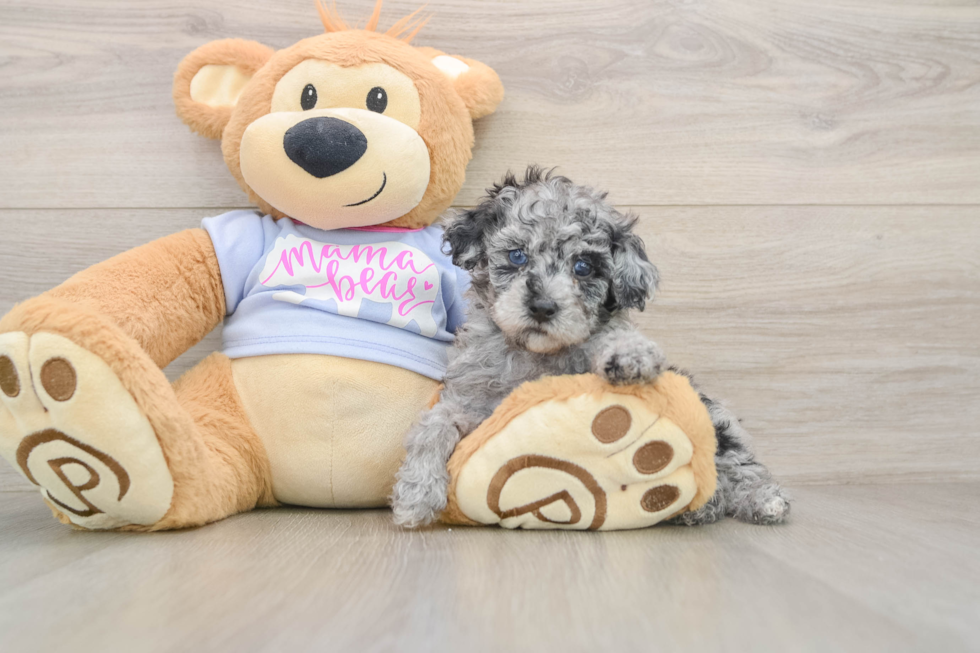 Playful Poodle Baby