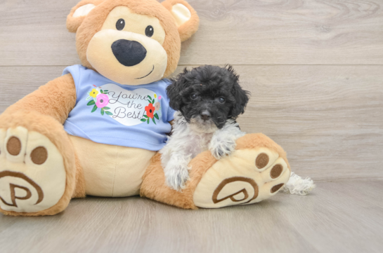 RAELYNN, a Poodle littermate