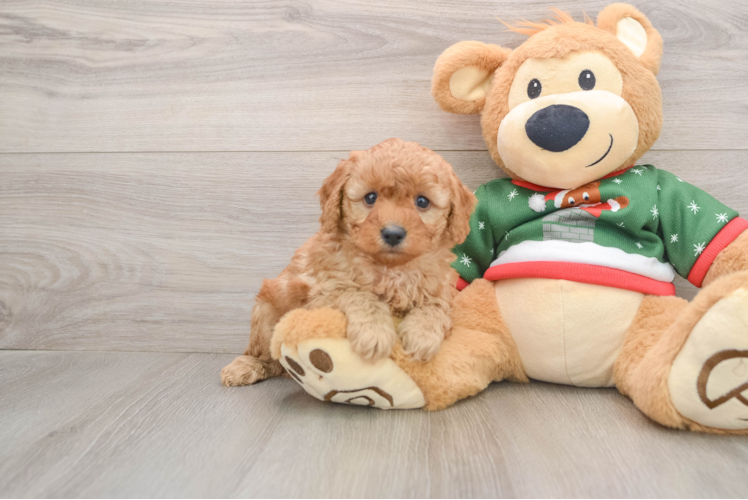 Smart Pudle Purebred Puppy