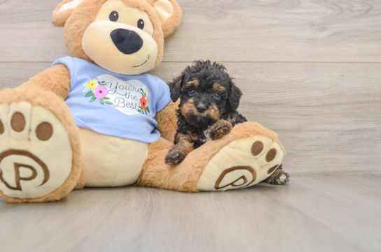 RAPHAEL, a Poodle littermate