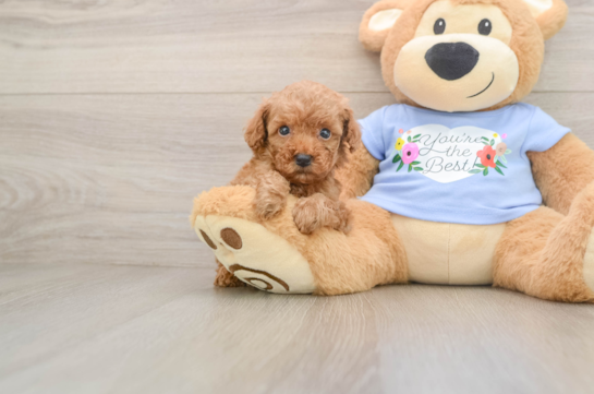 RAPHAEL, a Poodle littermate