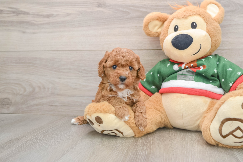 Poodle Pup Being Cute