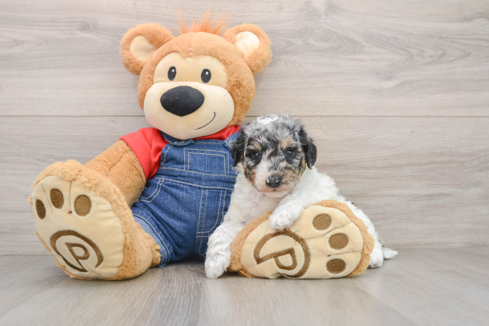 Cute Pudle Purebred Puppy