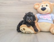 7 week old Poodle Puppy For Sale - Fairfield Furbabies