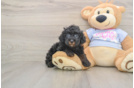 Friendly Poodle Purebred Pup