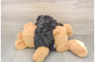 Akc Registered Poodle Purebred Pup