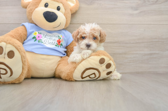RAVONNA, a Poodle littermate