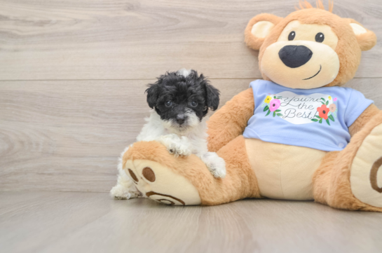 RISOTTO, a Poodle littermate