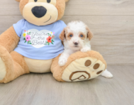 8 week old Poodle Puppy For Sale - Fairfield Furbabies