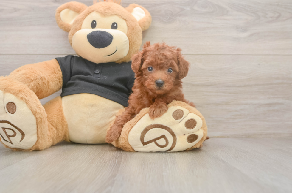 6 week old Poodle Puppy For Sale - Fairfield Furbabies