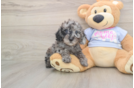 Friendly Poodle Baby