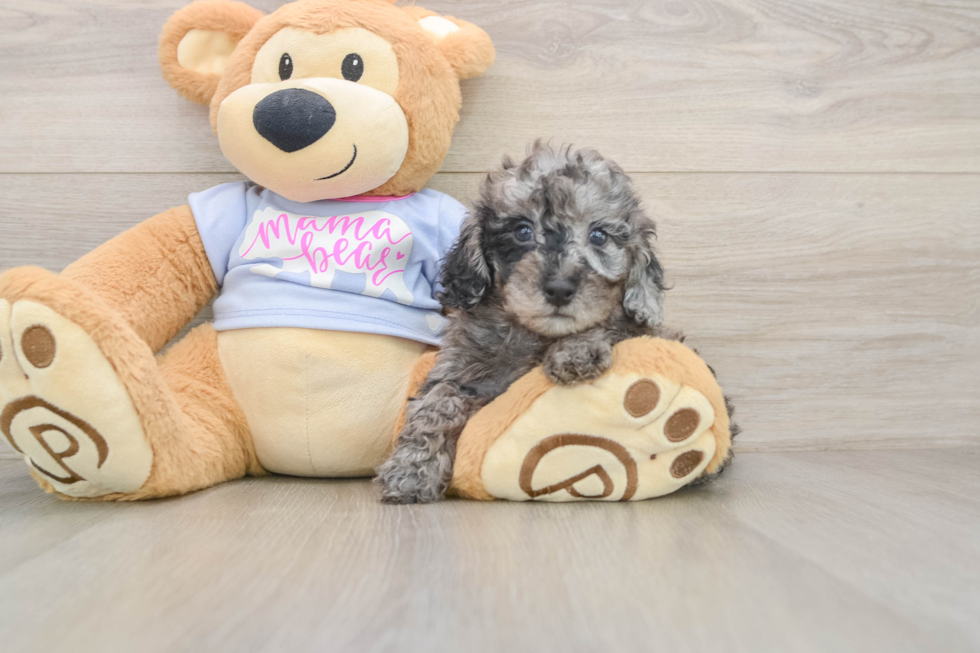 Best Poodle Baby