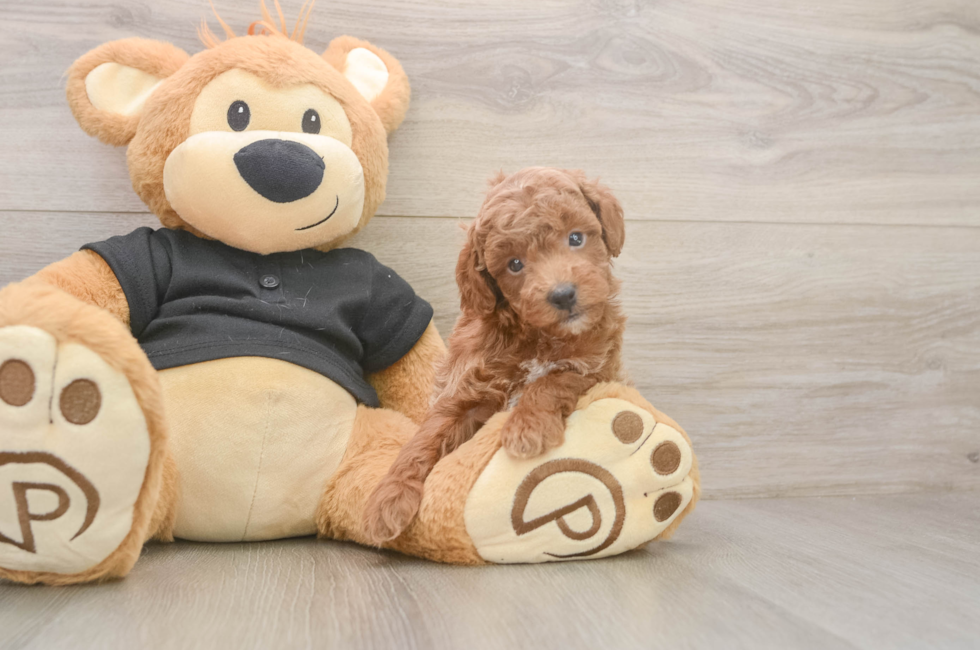 6 week old Poodle Puppy For Sale - Fairfield Furbabies