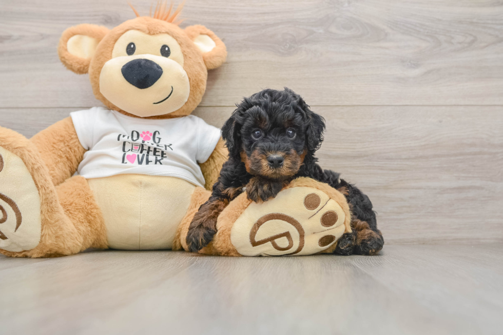 Energetic Pudel Purebred Puppy