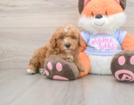 6 week old Poodle Puppy For Sale - Fairfield Furbabies