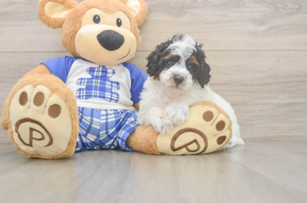 6 week old Poodle Puppy For Sale - Fairfield Furbabies