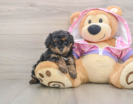 6 week old Poodle Puppy For Sale - Fairfield Furbabies