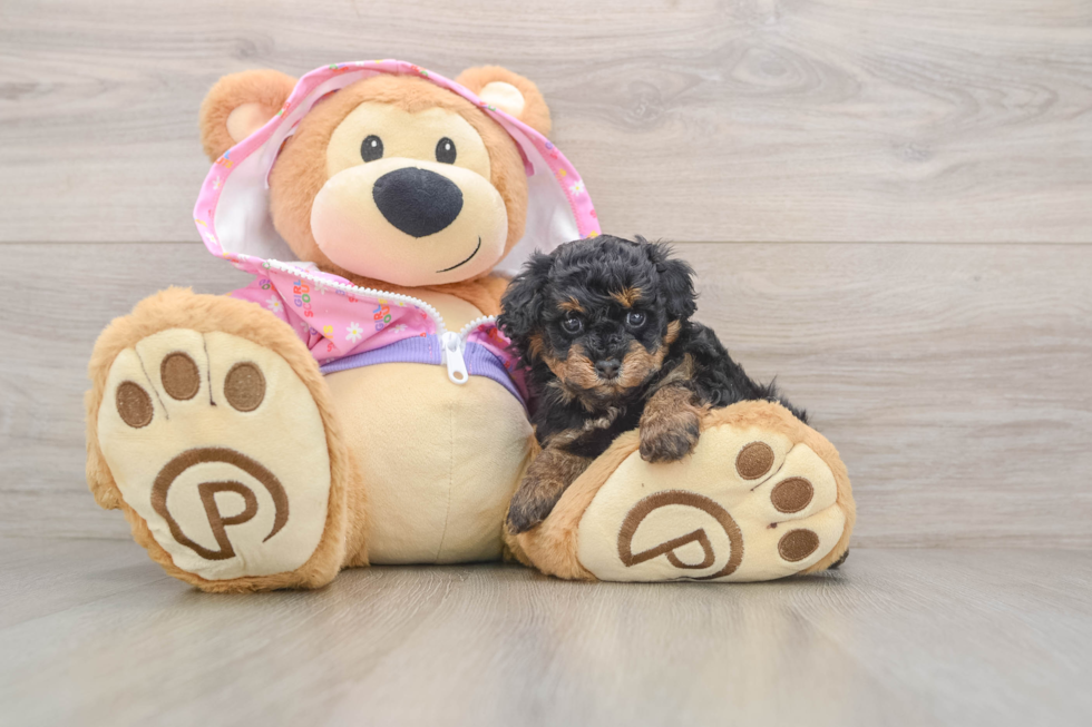 Poodle Pup Being Cute