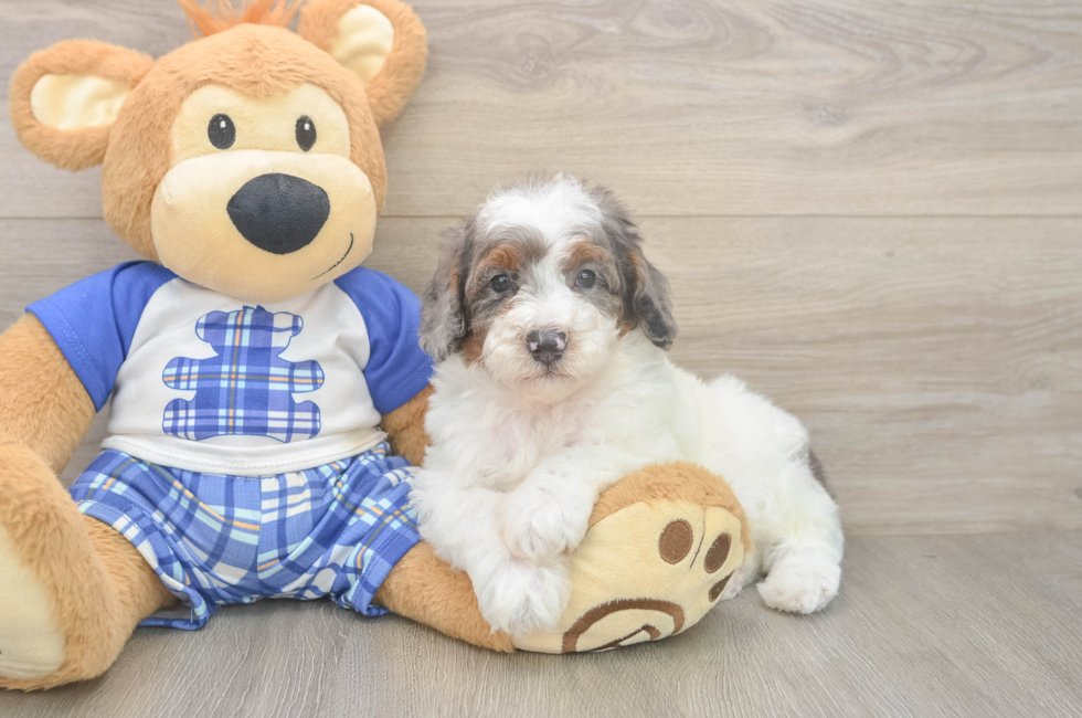 6 week old Poodle Puppy For Sale - Fairfield Furbabies