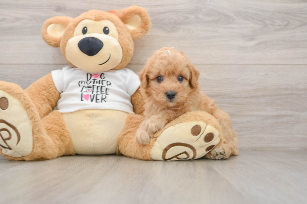 Friendly Poodle Baby