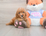 6 week old Poodle Puppy For Sale - Fairfield Furbabies