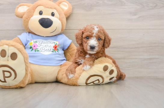 SHAZAM, a Poodle littermate