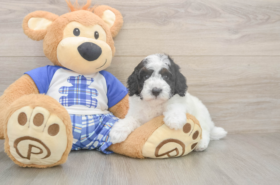 6 week old Poodle Puppy For Sale - Fairfield Furbabies