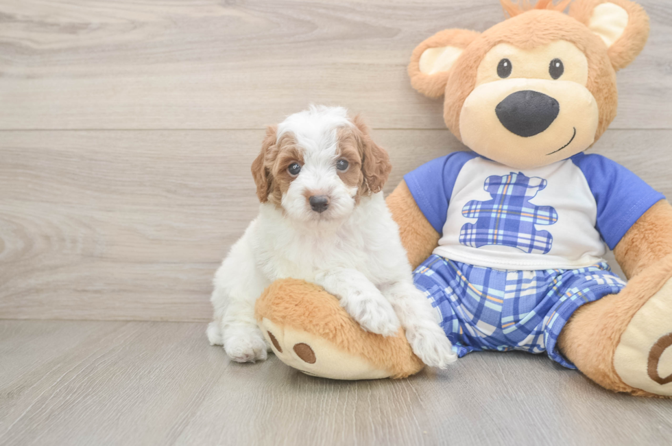 6 week old Poodle Puppy For Sale - Fairfield Furbabies
