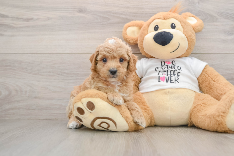 Hypoallergenic Poodle Baby