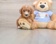 7 week old Poodle Puppy For Sale - Fairfield Furbabies