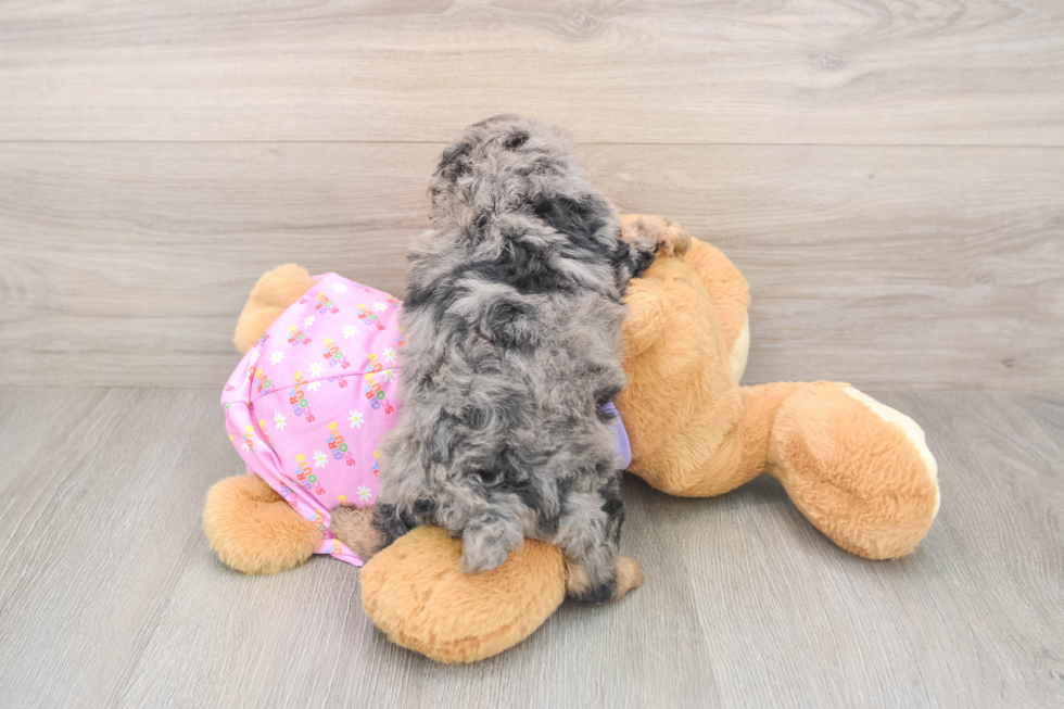 Small Poodle Purebred Pup