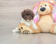 7 week old Poodle Puppy For Sale - Fairfield Furbabies